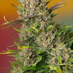 Papaya Zoap Auto von Sweet Seeds