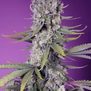 Papaya Zoap F1 Fast Version von Sweet Seeds
