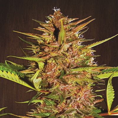 Pakistan Chitral Kush von ACE Seeds