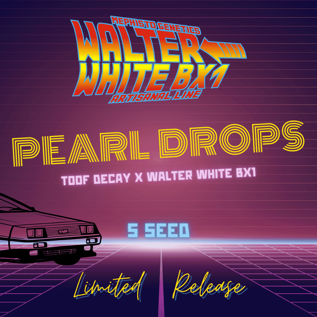 pearl drops 5er – mephisto genetics (autoflower samen)