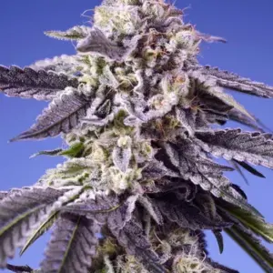Permanent Jealousy XL Auto von Sweet Seeds