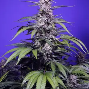 Permanent Marker XL Auto von Sweet Seeds