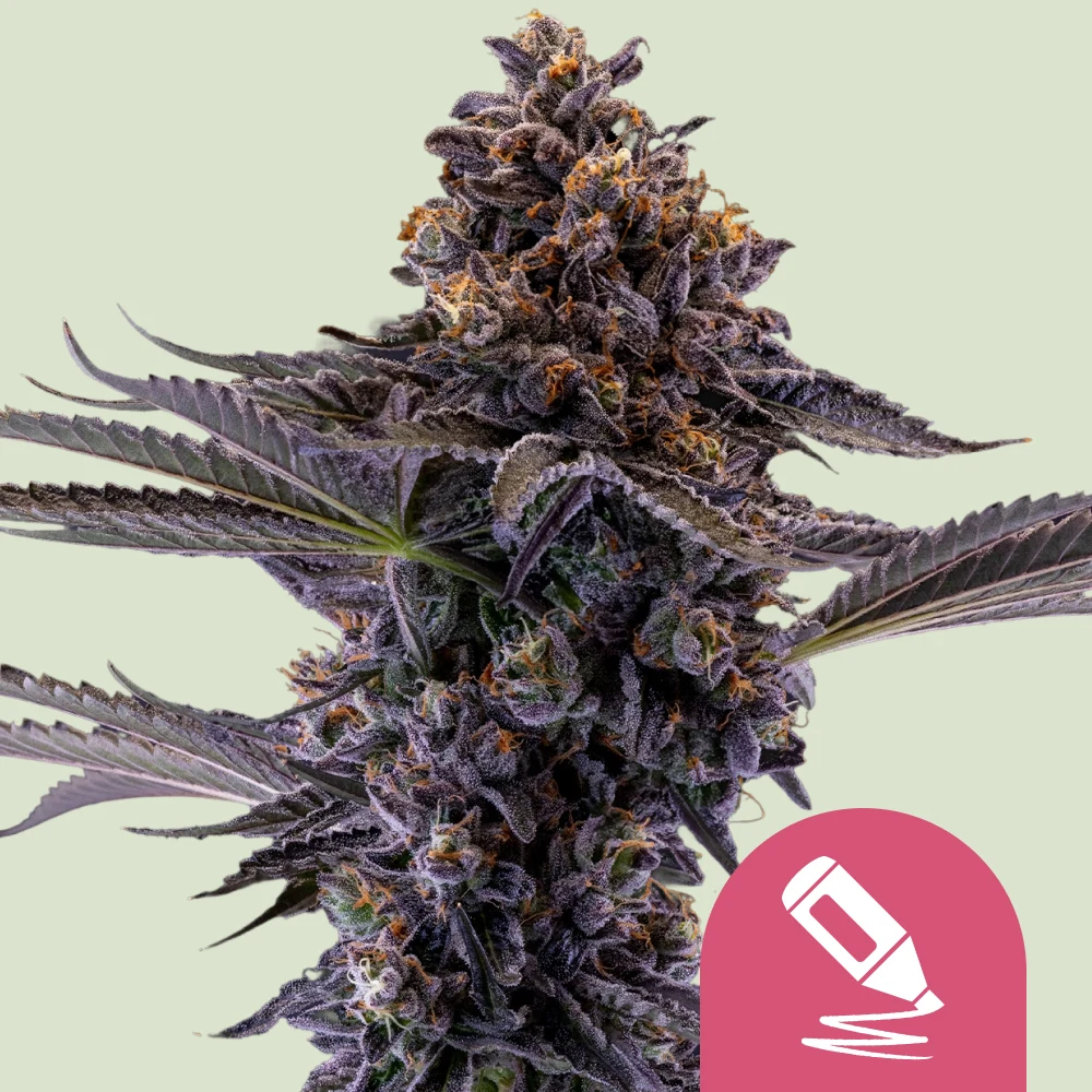 Permanent Marker von Royal Queen Seeds