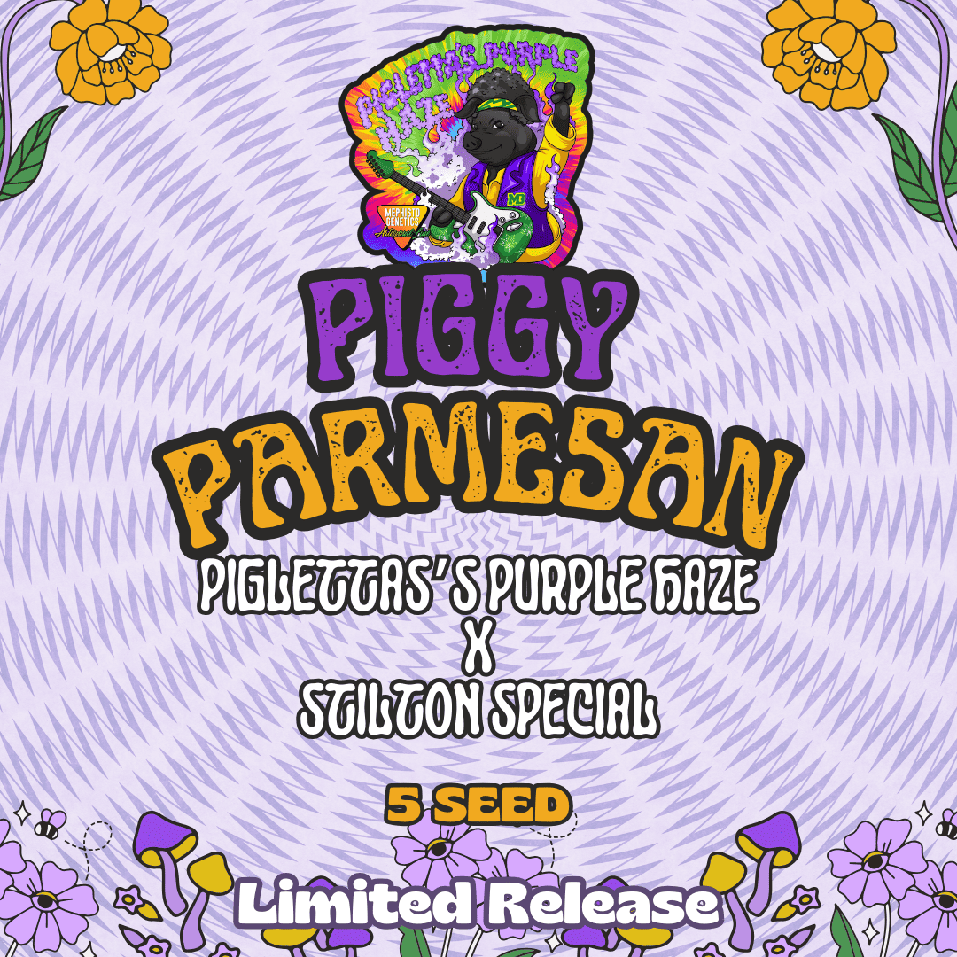 piggy parmesan 5er – mephisto genetics (autoflower samen)