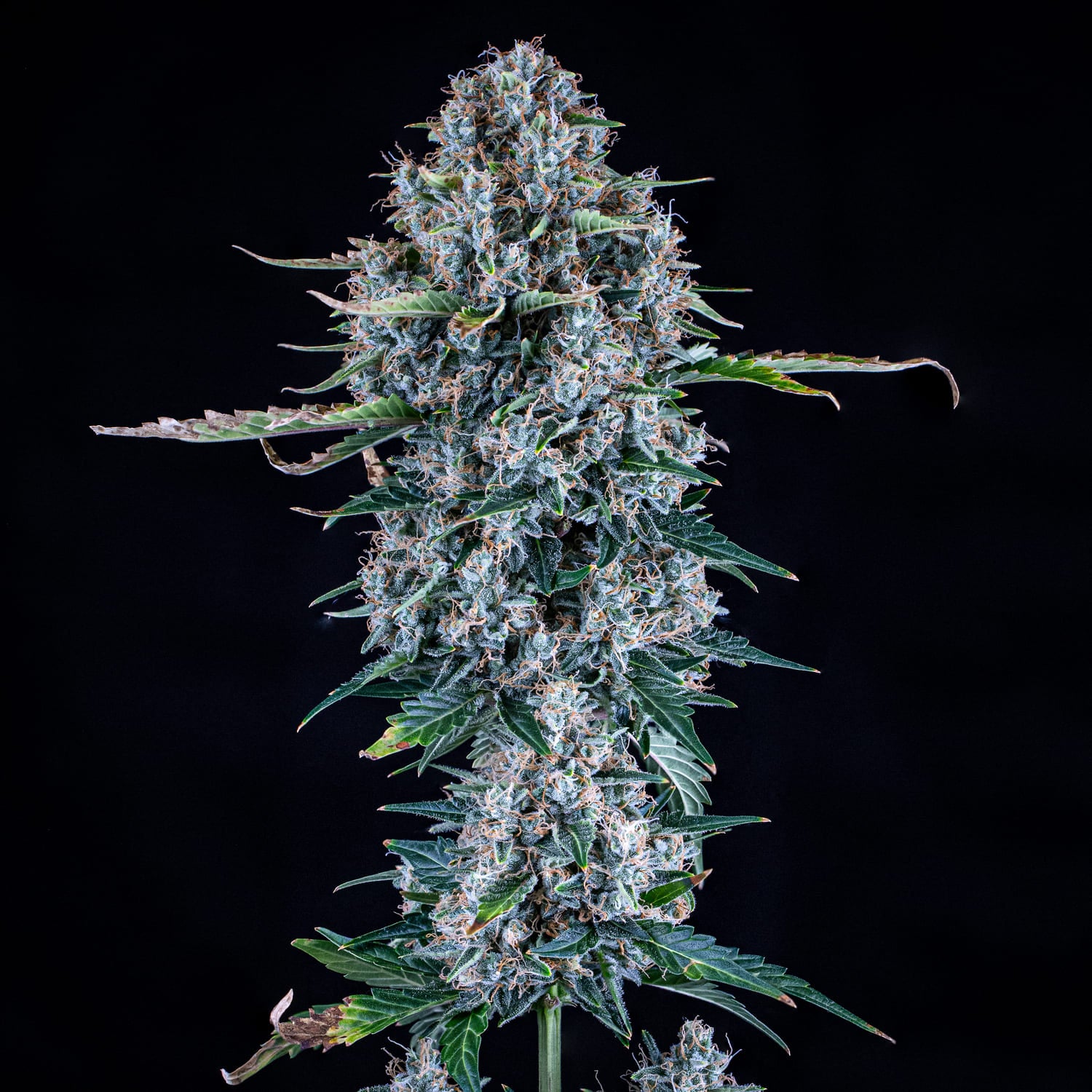 pigletta's purple haze 3+2er – mephisto genetics (autoflower samen)