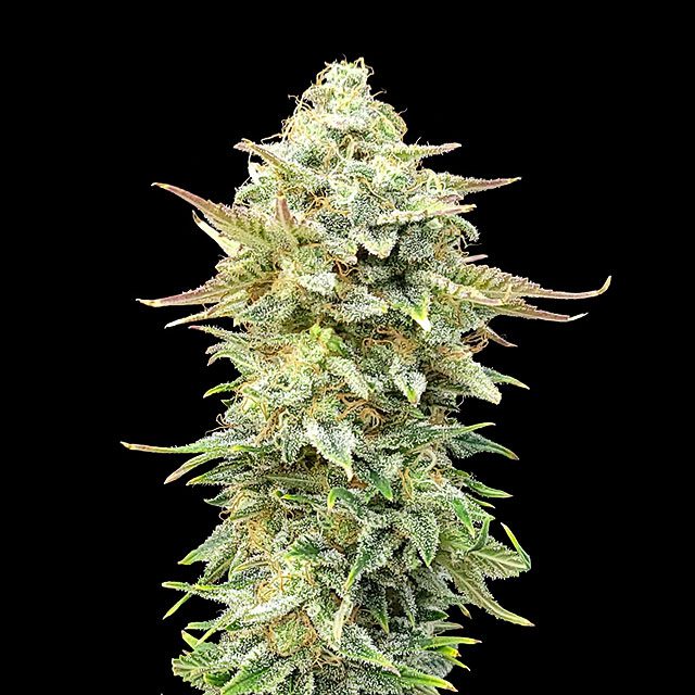Pineapple Dream von Kannabia Seed Company