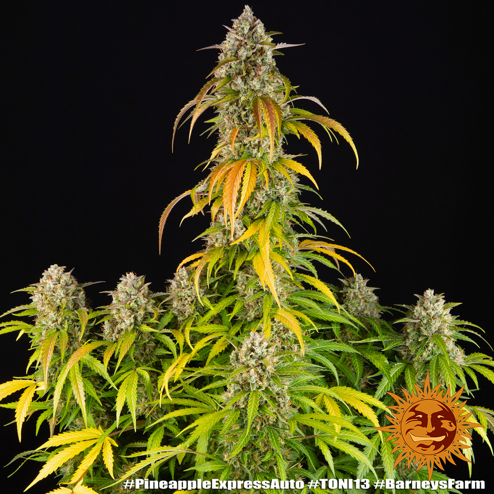 Pineapple Express Auto Barney's Farm