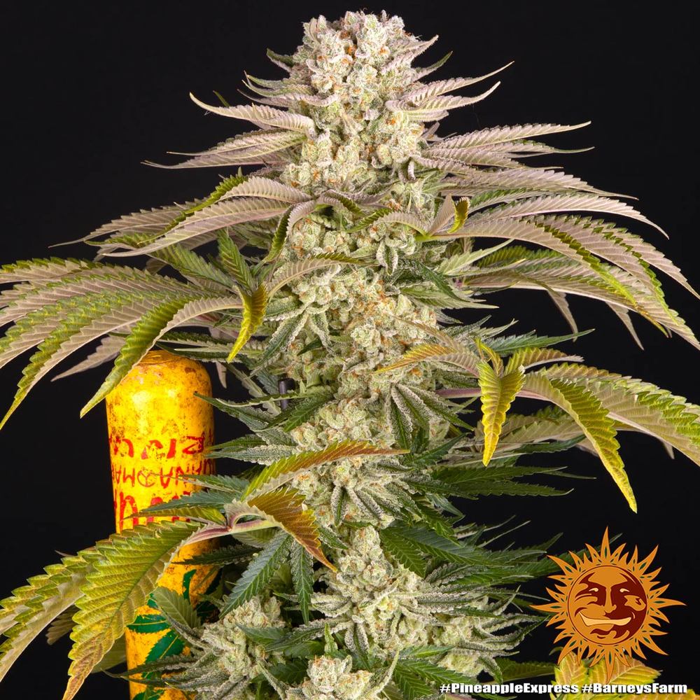 Pineapple Express Barney's Farm