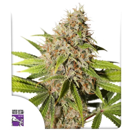 Pineapple Poison von Dutch Passion