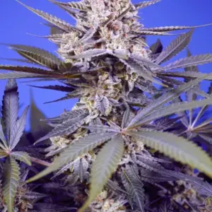 Pineapple Slush XL Auto von Sweet Seeds