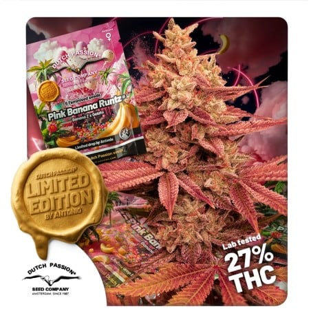 Pink Banana Runtz von Dutch Passion