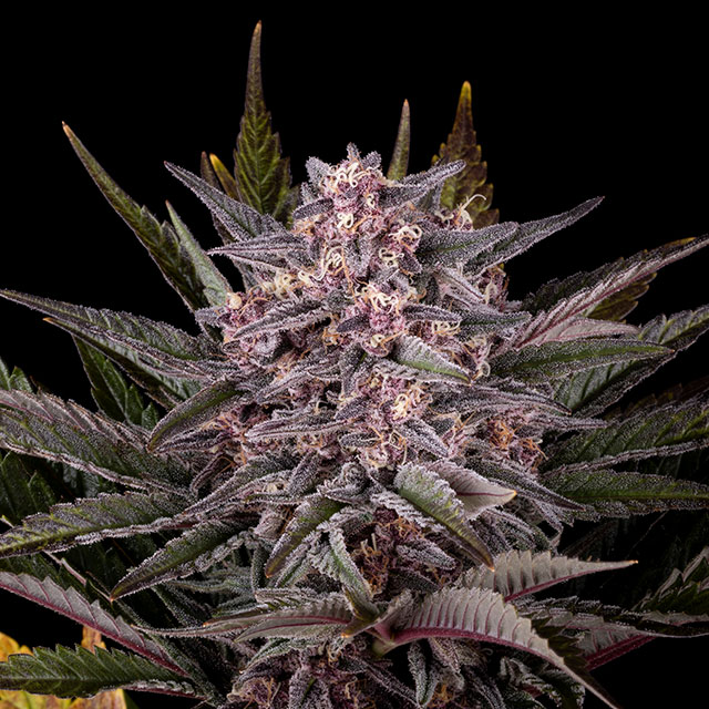 Pink Gelato von Kannabia Seed Company