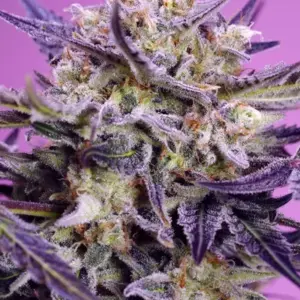 Pink Guava F1 Fast Version von Sweet Seeds