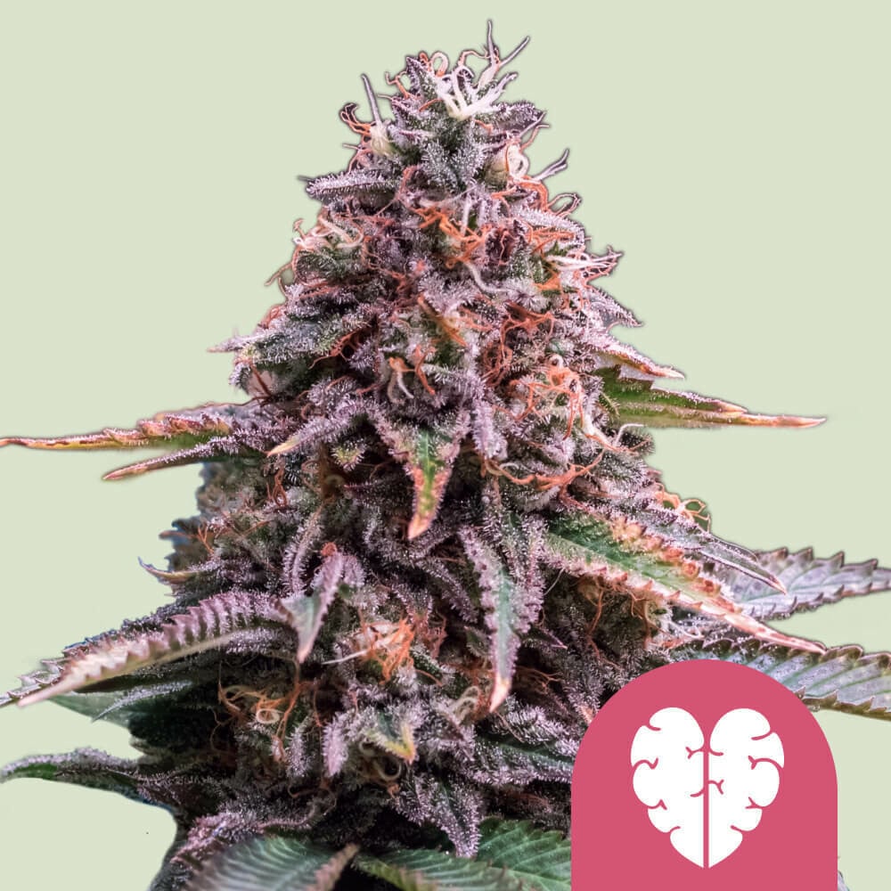 Pink Mist von Royal Queen Seeds
