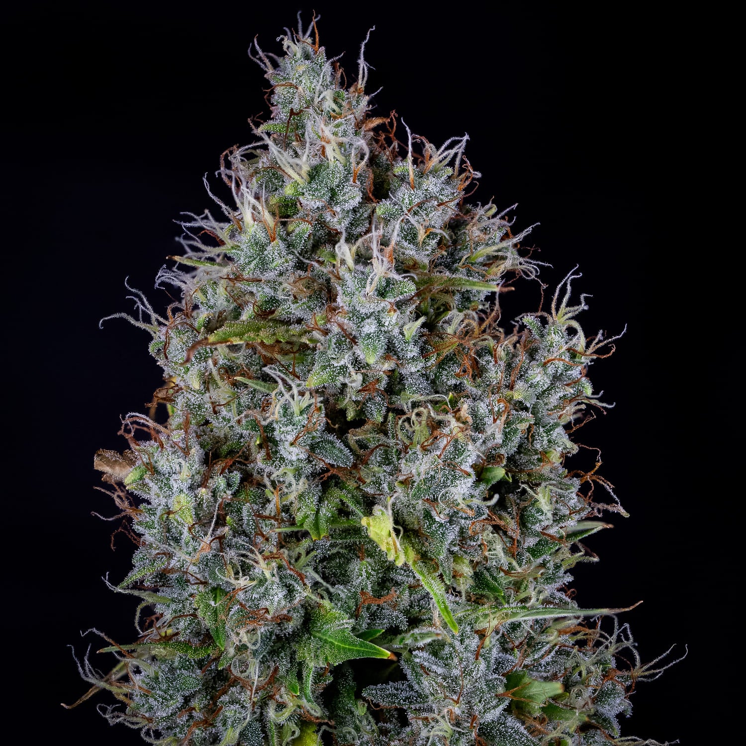 pink panama 3+2er – mephisto genetics (autoflower samen)