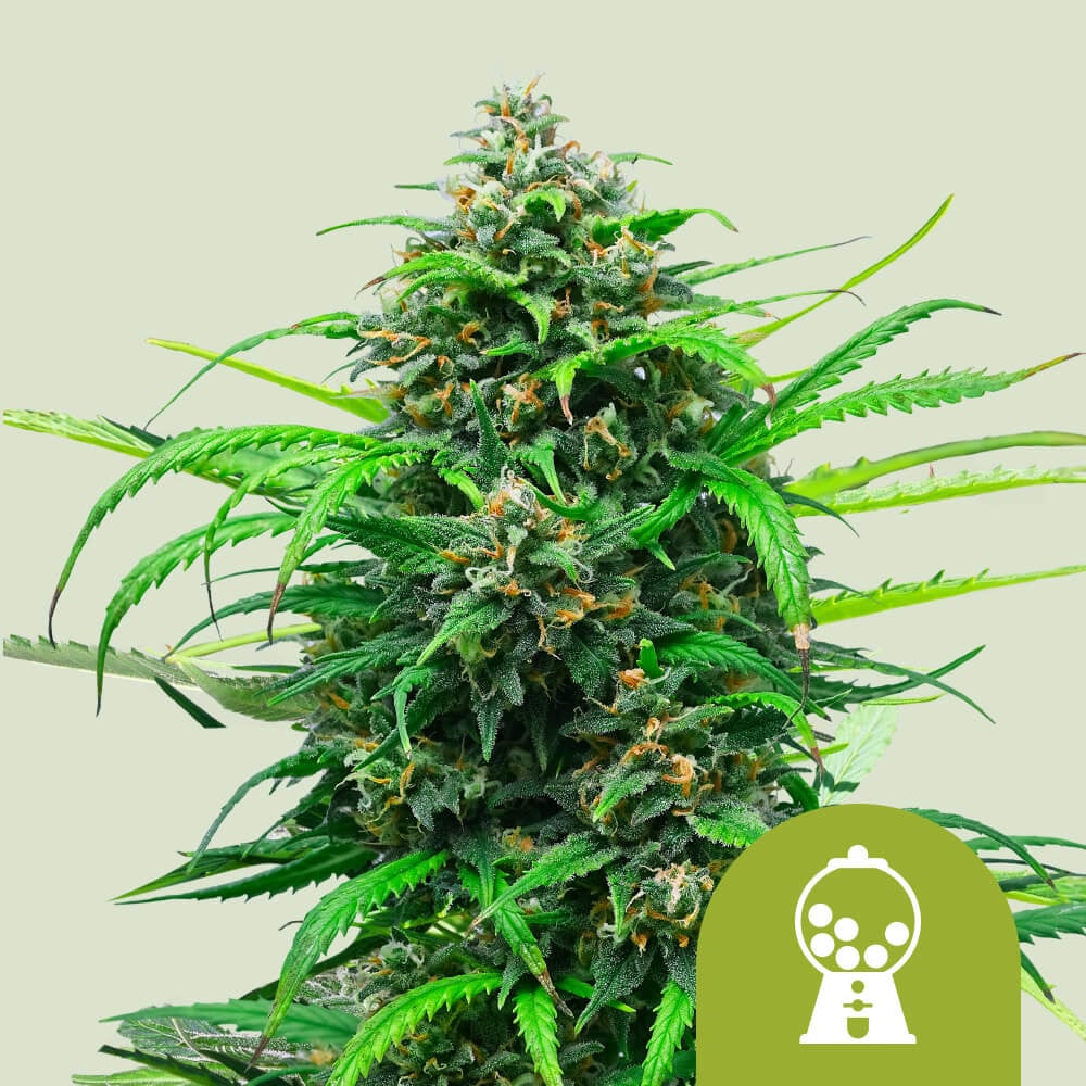 Pink Runtz Auto von Royal Queen Seeds