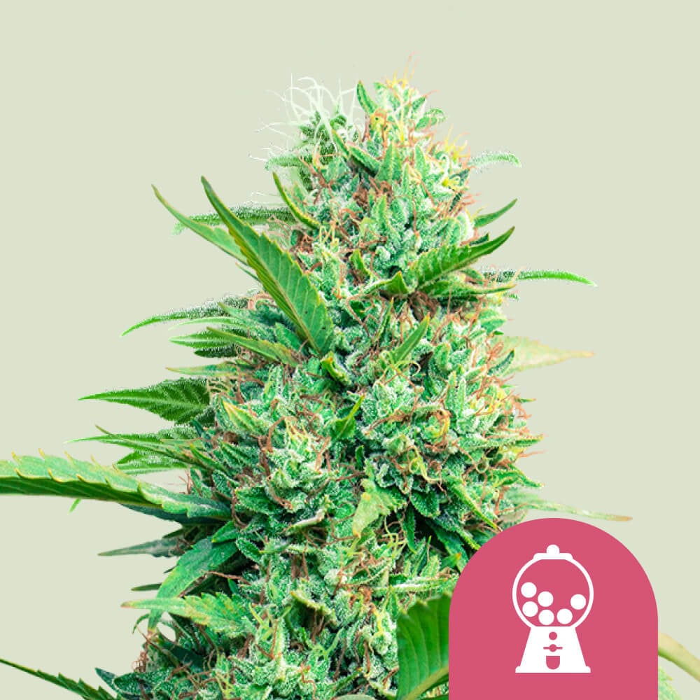 Pink Runtz von Royal Queen Seeds