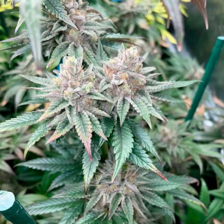 Pink Sunset Auto 10er Silent Seeds