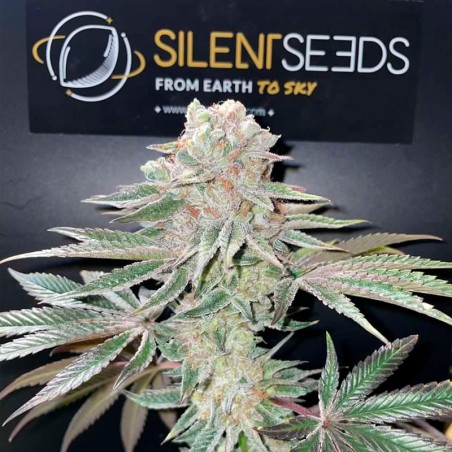 Pink Sunset Auto 10er Silent Seeds