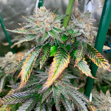 Pink Sunset Auto 10er Silent Seeds