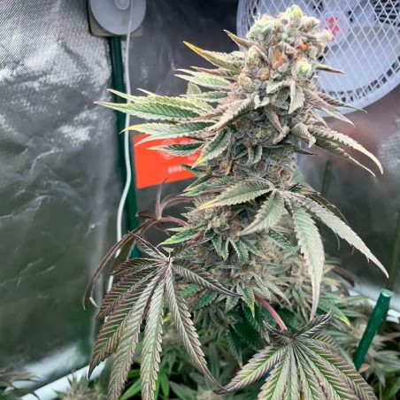 Pink Sunset Auto 10er Silent Seeds