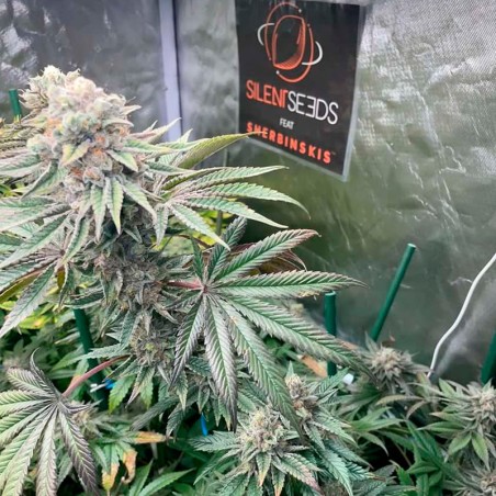 Pink Sunset Auto 10er Silent Seeds