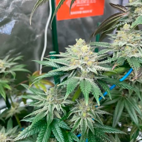 Pink Sunset Auto 10er Silent Seeds