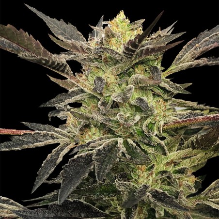 Pink Sunset Auto 10er Silent Seeds