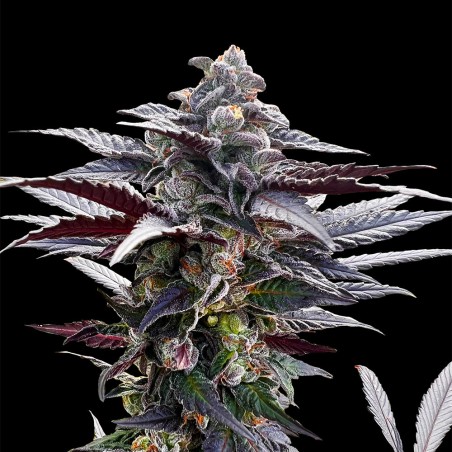 Pink Sunset 10er Silent Seeds