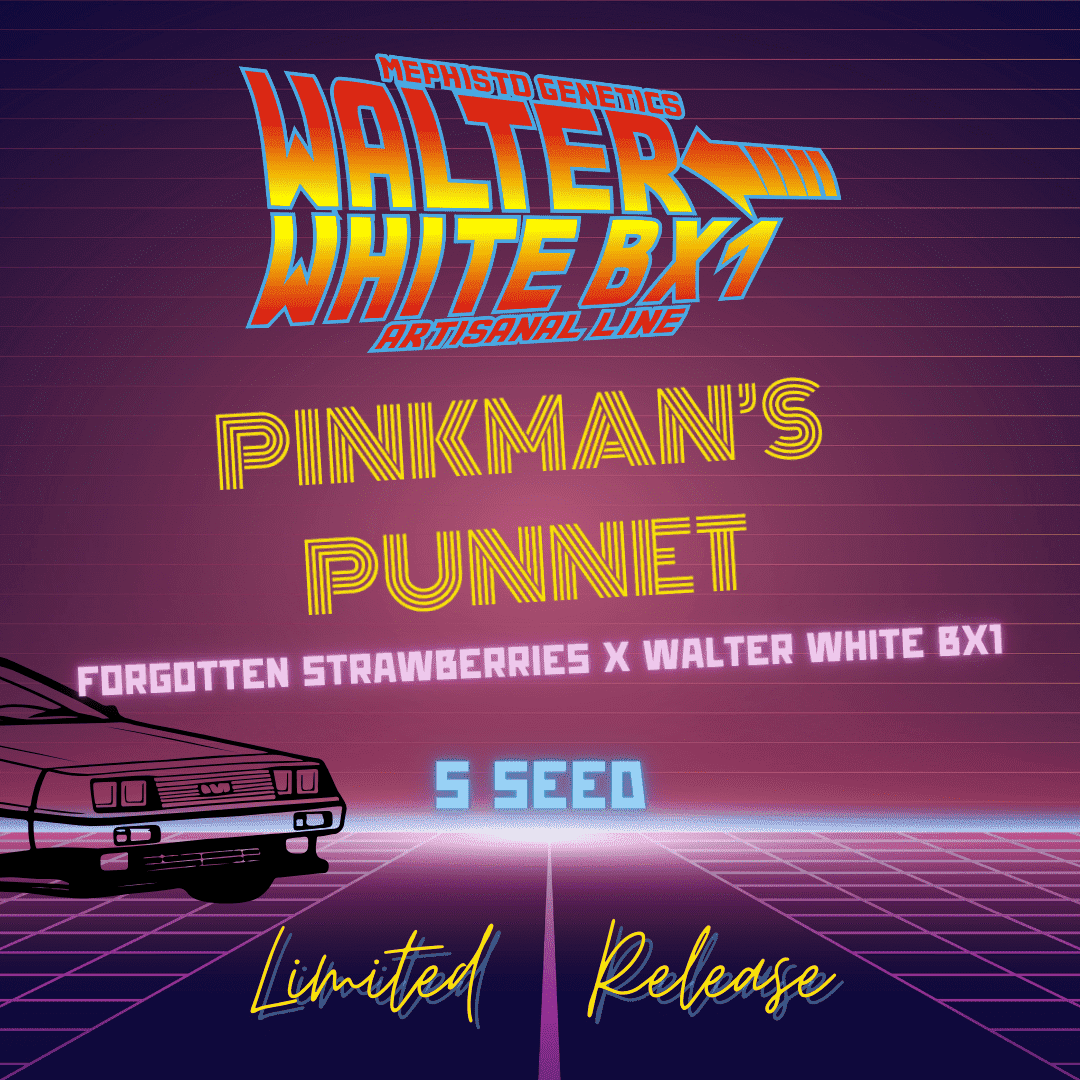 pinkman's punnet 5er – mephisto genetics (autoflower samen)