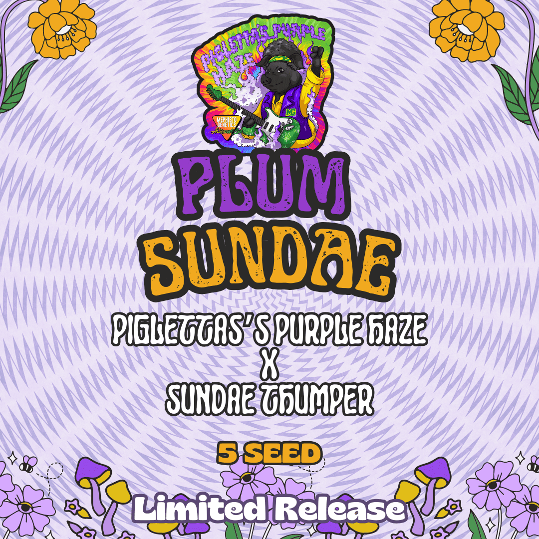 plum sundae 5er – mephisto genetics (autoflower samen)
