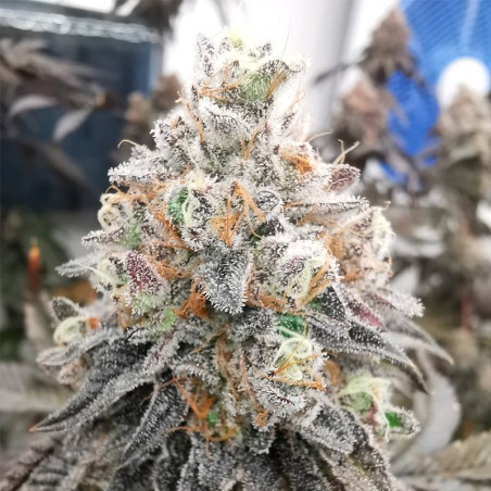 Polar Gelato 10er Silent Seeds