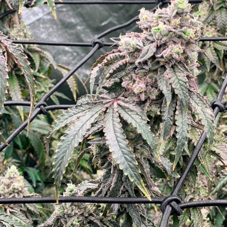 Polar Gelato 10er Silent Seeds
