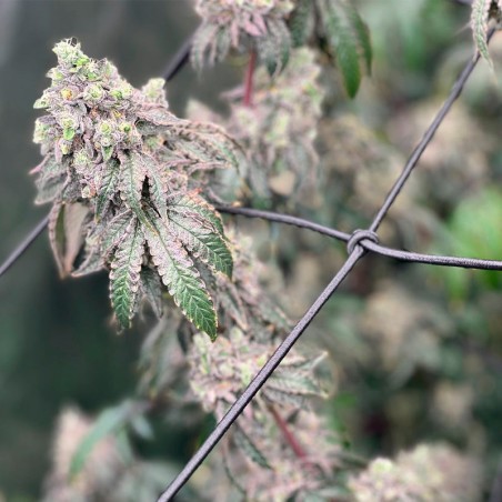 Polar Gelato 10er Silent Seeds