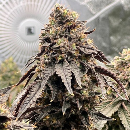 Polar Gelato 10er Silent Seeds