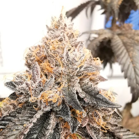 Polar Gelato 10er Silent Seeds