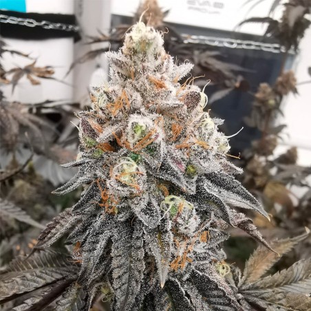 Polar Gelato 10er Silent Seeds