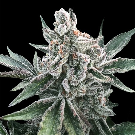 Polar Gelato Auto 10er Silent Seeds