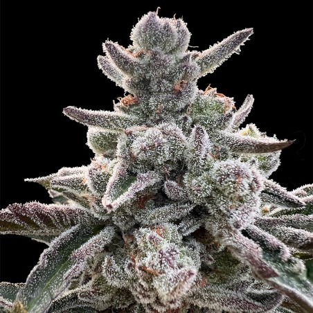 Polar Gelato 10er Silent Seeds