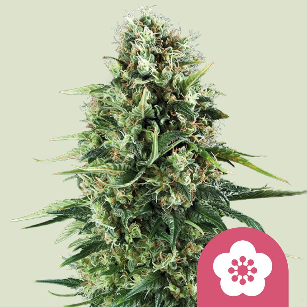 Power Flower von Royal Queen Seeds