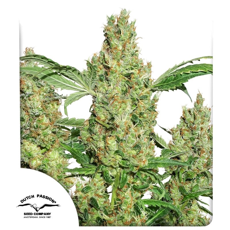 Power Plant 10 St. Dutch Passion