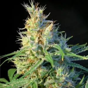 Psicodelicia von Sweet Seeds