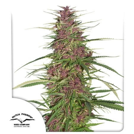 Purple #1 von Dutch Passion