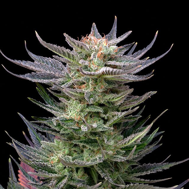 Purple Dream Auto von Kannabia Seed Company