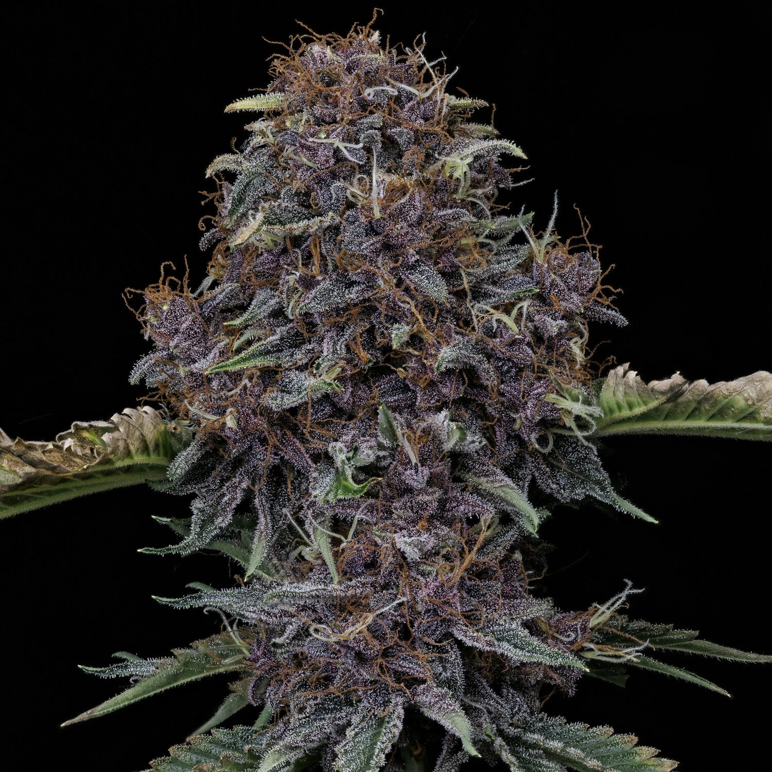 purple nuggets 3+2er – mephisto genetics (autoflower samen)