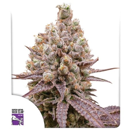 Purple OG Punch von Dutch Passion