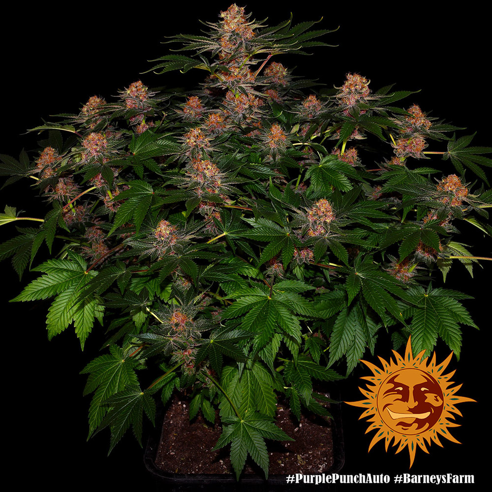 Purple Punch Auto Barney's Farm