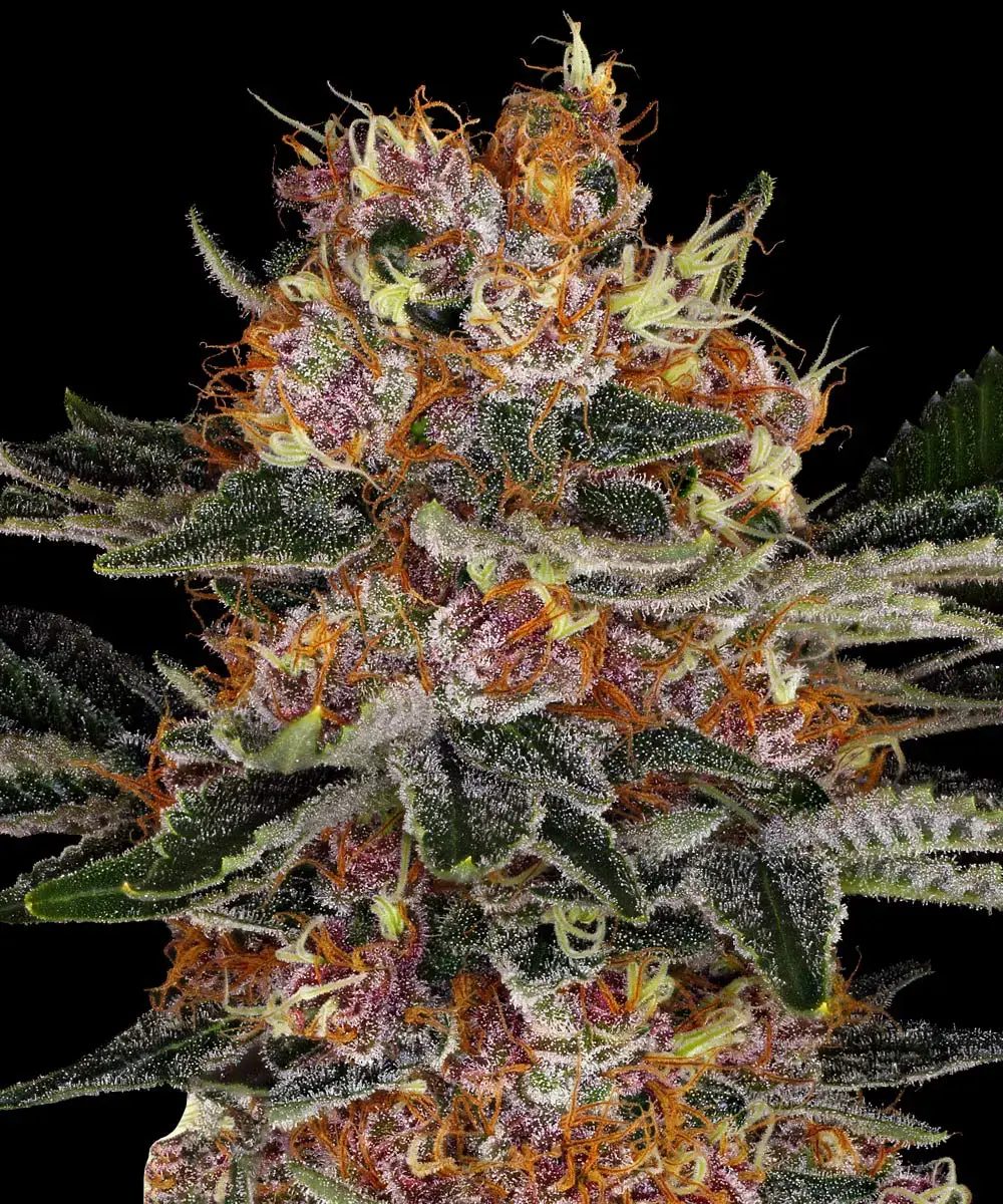 Purple Punch Auto Barney's Farm
