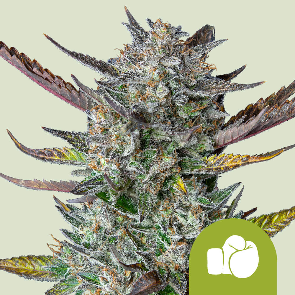 Purple Punch Auto von Royal Queen Seeds