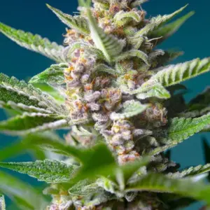 Purple Punch OG von Sweet Seeds